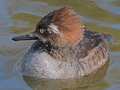 Hooded Merganser